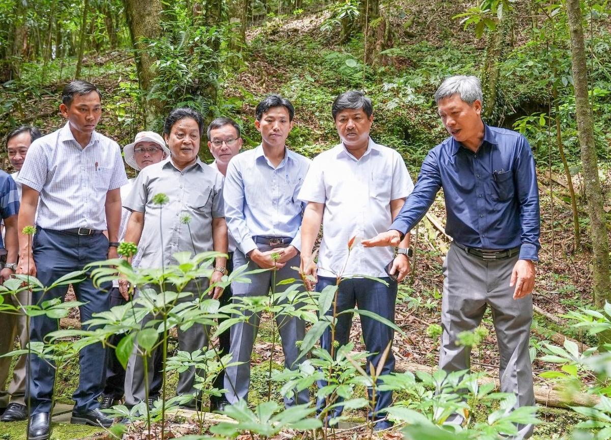 Người vùng cao Nam Trà My và kho báu tri thức về sâm Ngọc Linh được vinh danh